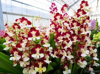 エビネ 蘭裕園 Ranyuen