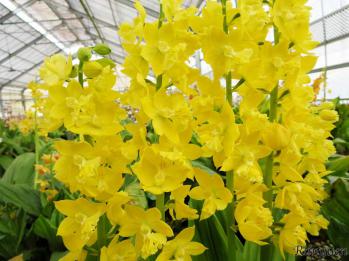 エビネ 蘭裕園 Ranyuen