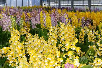 エビネ 蘭裕園 Ranyuen