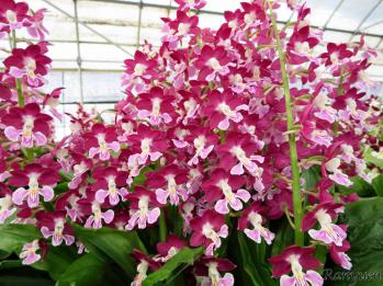 エビネ 蘭裕園 Ranyuen