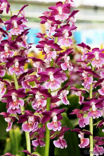 エビネ 蘭裕園 Ranyuen