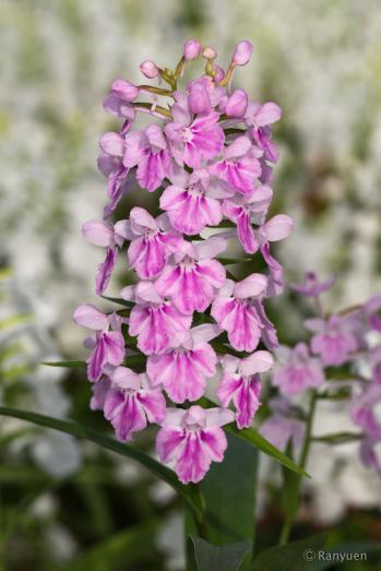 アワチドリ・夢ちどり 蘭裕園 Ranyuen