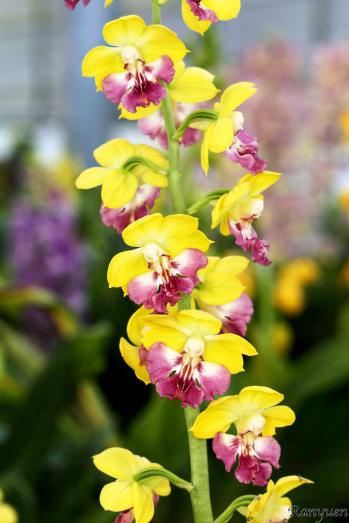 エビネ 蘭裕園 Ranyuen