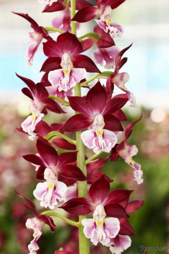 エビネ 蘭裕園 Ranyuen