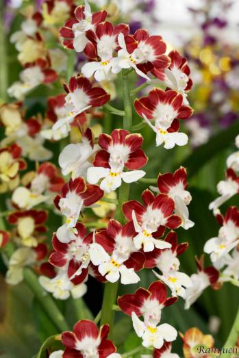 エビネ 蘭裕園 Ranyuen