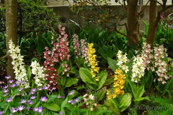 蘭裕園スタイル 蘭裕園 Ranyuen