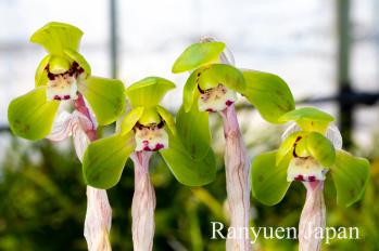 春蘭 蘭裕園 Ranyuen