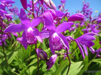 シラン 蘭裕園 Ranyuen