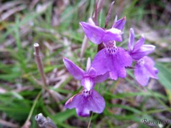 ニョホウチドリ 蘭裕園 Ranyuen