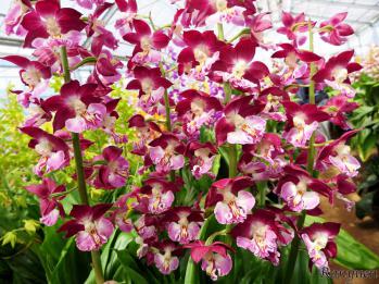 エビネ 蘭裕園 Ranyuen