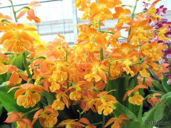 エビネ 蘭裕園 Ranyuen