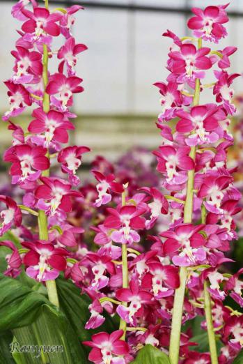 エビネ 蘭裕園 Ranyuen