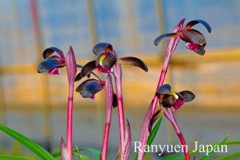 春蘭 蘭裕園 Ranyuen