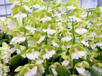 エビネ 蘭裕園 Ranyuen