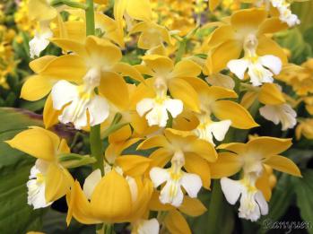 エビネ 蘭裕園 Ranyuen