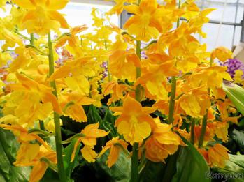 エビネ 蘭裕園 Ranyuen