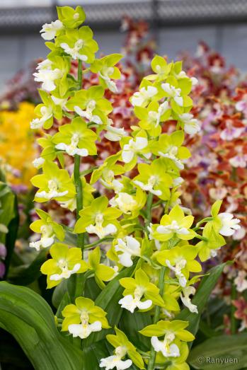 エビネ 蘭裕園 Ranyuen