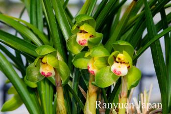 春蘭 蘭裕園 Ranyuen