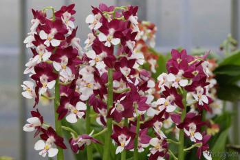 エビネ 蘭裕園 Ranyuen