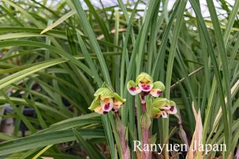 春蘭 蘭裕園 Ranyuen