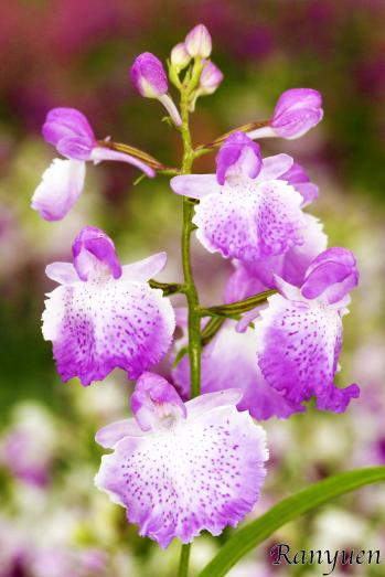 アワチドリ・夢ちどり 蘭裕園 Ranyuen