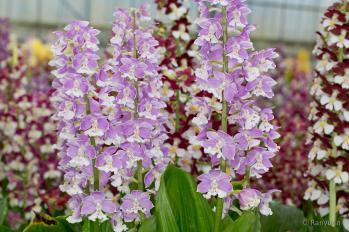 エビネ 蘭裕園 Ranyuen