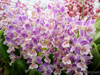 エビネ 蘭裕園 Ranyuen