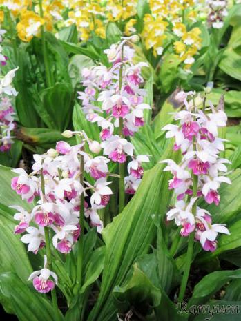 エビネ 蘭裕園 Ranyuen