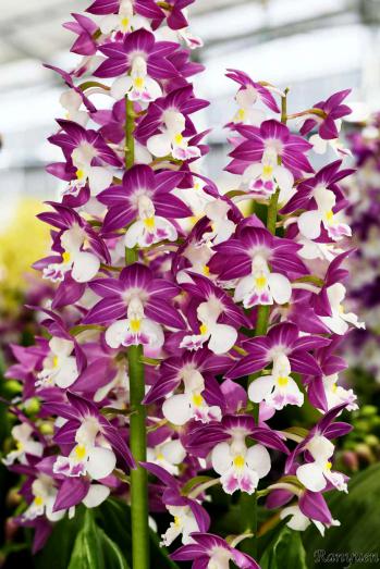 エビネ 蘭裕園 Ranyuen