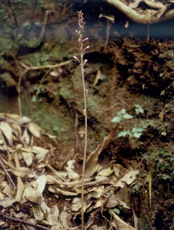 タネガシマムヨウラン 蘭裕園 Ranyuen