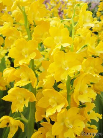 エビネ 蘭裕園 Ranyuen