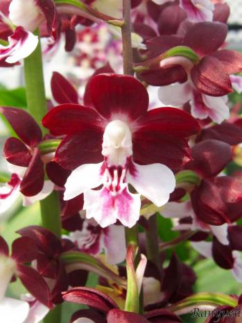 エビネ 蘭裕園 Ranyuen