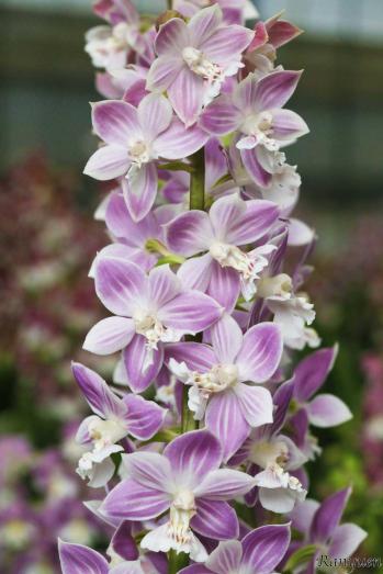 エビネ 蘭裕園 Ranyuen