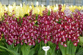 エビネ 蘭裕園 Ranyuen