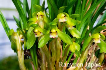 春蘭 蘭裕園 Ranyuen