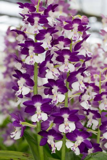 エビネ 蘭裕園 Ranyuen