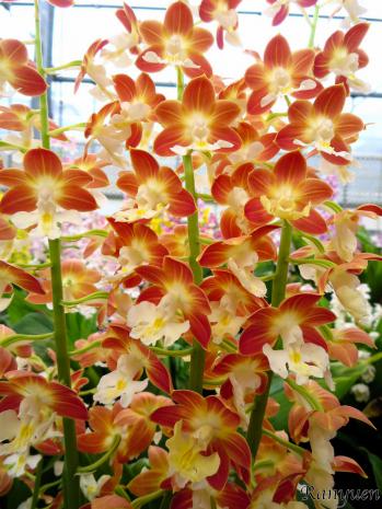 エビネ 蘭裕園 Ranyuen