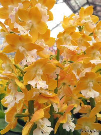 エビネ 蘭裕園 Ranyuen