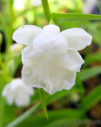 アワチドリ・夢ちどり 蘭裕園 Ranyuen