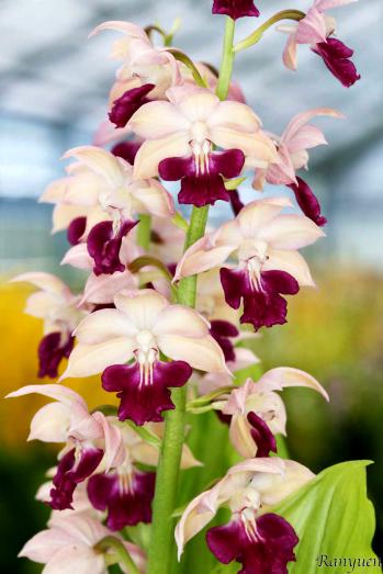 エビネ 蘭裕園 Ranyuen