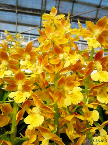 エビネ 蘭裕園 Ranyuen