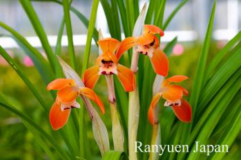 春蘭 蘭裕園 Ranyuen