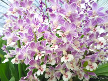 エビネ 蘭裕園 Ranyuen