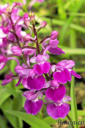 アワチドリ・夢ちどり 蘭裕園 Ranyuen