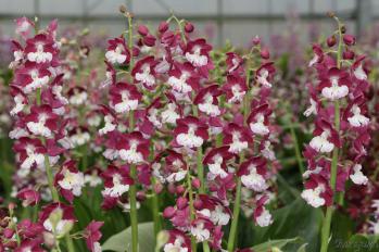 エビネ 蘭裕園 Ranyuen