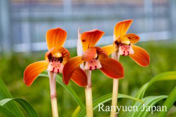 春蘭 蘭裕園 Ranyuen