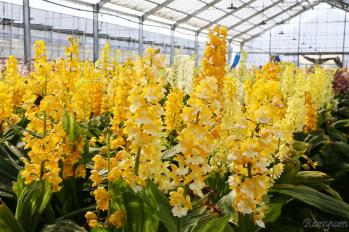 エビネ 蘭裕園 Ranyuen