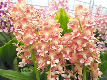 エビネ 蘭裕園 Ranyuen