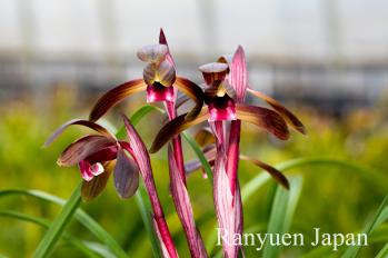 春蘭 蘭裕園 Ranyuen