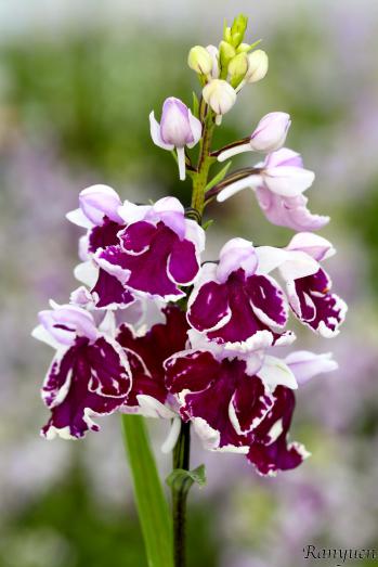 アワチドリ・夢ちどり 蘭裕園 Ranyuen